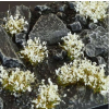 Gamers Grass: White Flowers – 6 mm | Kępki trawy z białymi kwiatami (ok. 70 szt.)